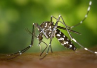 Qué debes saber sobre el mosquito tigre